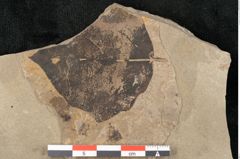 Foto (Detailansicht) von Populus tremula Linne (NHMW-GEO-2024-0188-15009)